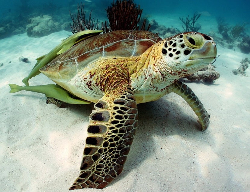 Turtle in the reef