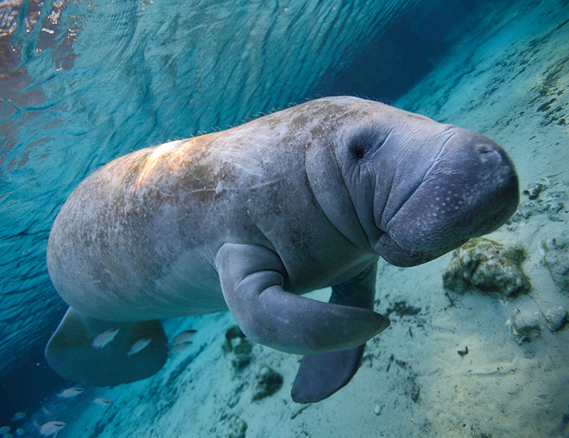 Manatee swimming