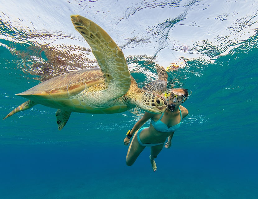 Woman snorkeling with turtle