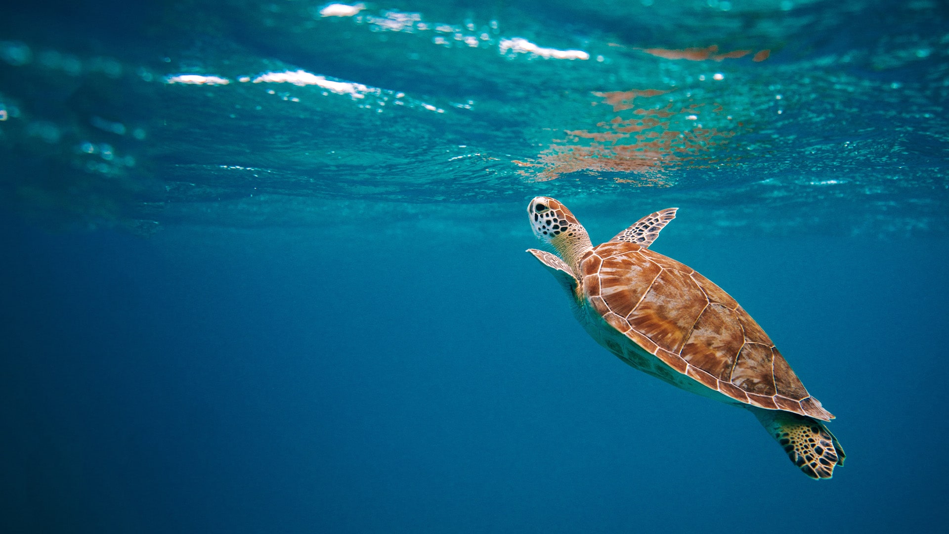 Turtle swimming in the sea