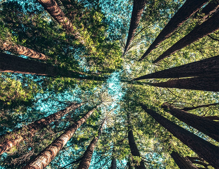 Looking up at tall trees