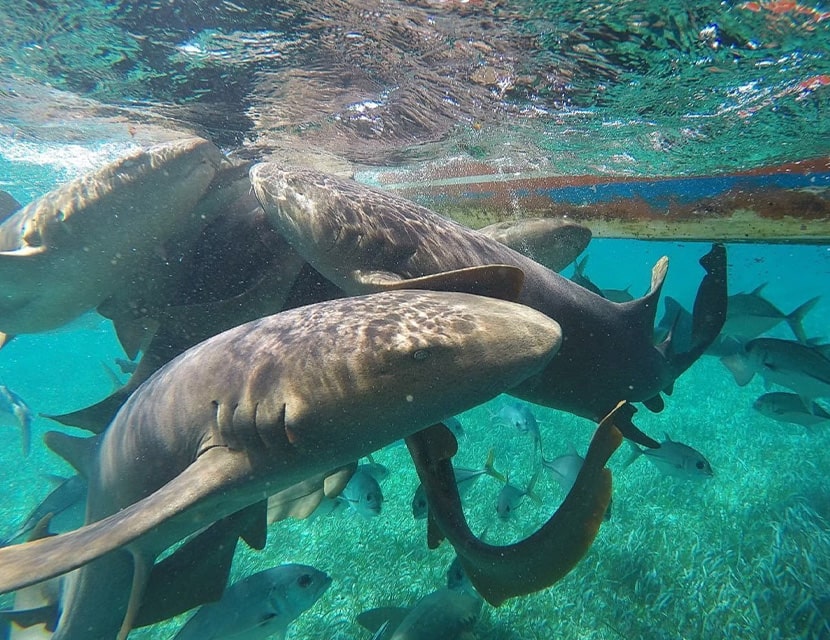 Sharks at shark ray alley