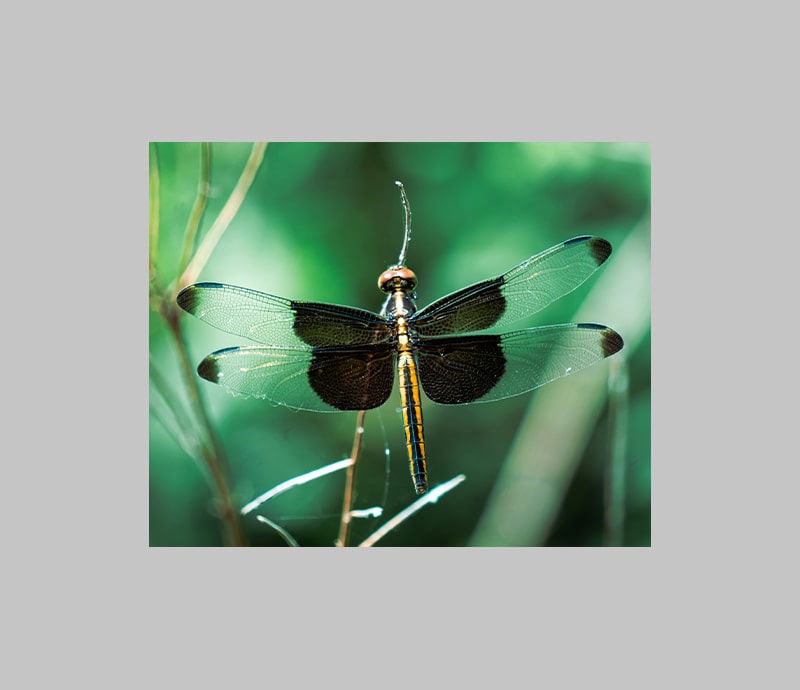 Close up of dragonfly