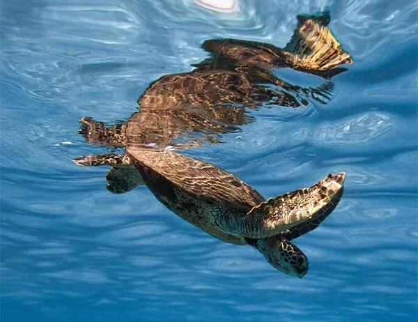 Sea turtle conservation at Mahogany Bay Resort _ San Pedro Ambergris Caye