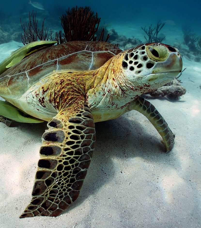 Turtle in Belize