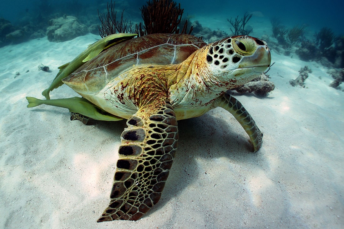 Turtle in the waters of Belize